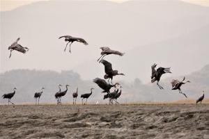 경기 안성·용인, 전북 정읍 등서 AI 항원 검출…고병원성 확인 중