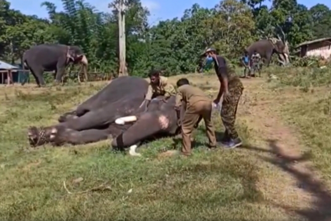 남부 타밀나두주 무두말라이의 보호구역에 사는 코끼리들이 코로나19 집단감염 판정을 받으면서 관리인들이 코로나19 검사를 위해 샘플을 채취하고 있다.  유튜브 캡처