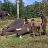 코끼리·사자도 시름시름…인도 동물들 코로나 집단감염 비상