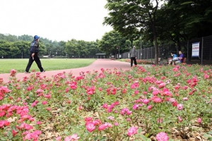 동작 산책길 수놓은 장미밭