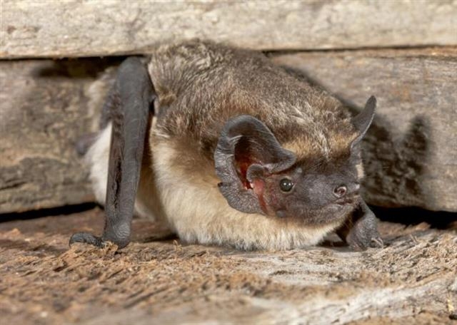 시베리아와 스위스 등 유럽 중북부 지역에 주로 서식하는 북방애기박쥐의 모습. 스위스 과학자들이 스위스 전역에 서식하는 박쥐 약 7000마리의 유전자를 분석한 결과 정체불명의 바이러스 수십종을 발견했다. 스위스 국립박쥐재단 제공