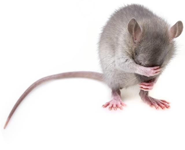 현대 의학 및 과학연구에서 쥐는 중요한 역할을 한다. 치료법이나 약물개발 과정에서 생체이상 여부를 확인하는 가장 첫 번째 단계가 쥐를 이용한 전임상실험이기 때문이다. 그렇지만 이런 쥐의 역할이 대중에게는 잘 알려져 있지 않다. 픽사베이 제공