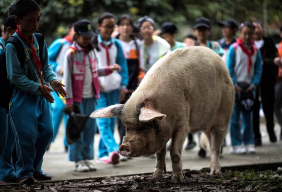 지난 2008년 중국 쓰촨성 대지진 때 잔해 더미에서 36일을 버텨 살아남은 ‘영웅 돼지 주젠창’이 생환 10주년인 2018년 4월 25일 젠촨(建川) 박물관에서 학생들이 지켜보는 가운데 걸음을 옮기고 있다. AFP 자료사진 연합뉴스 