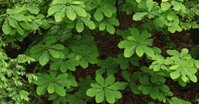 한 줄기에 일곱 개의 나뭇잎이 붙어 있는 짙푸른 칠엽수가 싱그럽다.