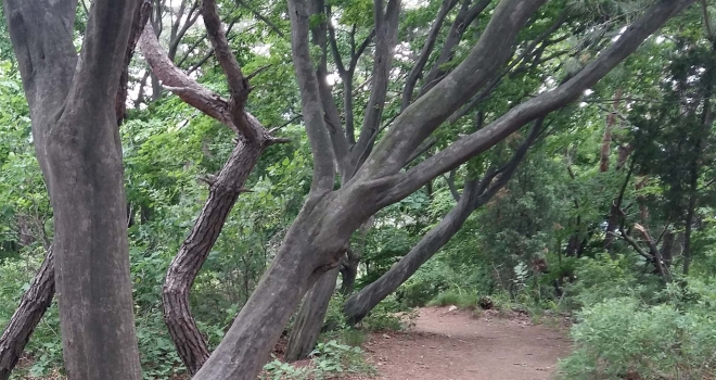 참나무과 수종들이 군락을 이루고 있는 노고산 능선길에서 만나는 서어나무는 새로운 분위기를 선사한다.
