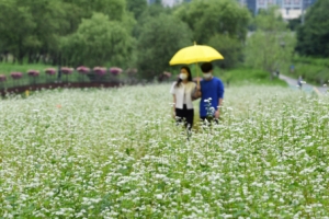 양재천 메밀꽃 필 무렵… 사랑도 방역도 놓치지 않을 거예요