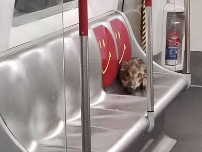 홍콩 전철 타고 바다 건넌 새끼 멧돼지. 홍콩 멧돼지 보호단체 페이스북 계정 캡처 