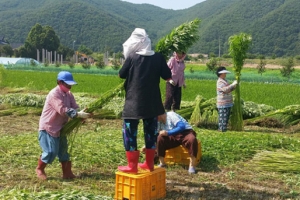 ‘교사가 대마 잎을 왜…’ 야간에 대마 잎 훔친 50대 입건