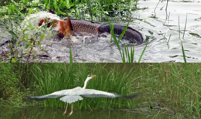 매년 사오월이면 수백여 마리 잉여 떼가 물고랑에 모여들어 짝짓기를 한다(사진 위). 왜가리가 물위를 날며 먹잇감을 응시하고 있다(아래).