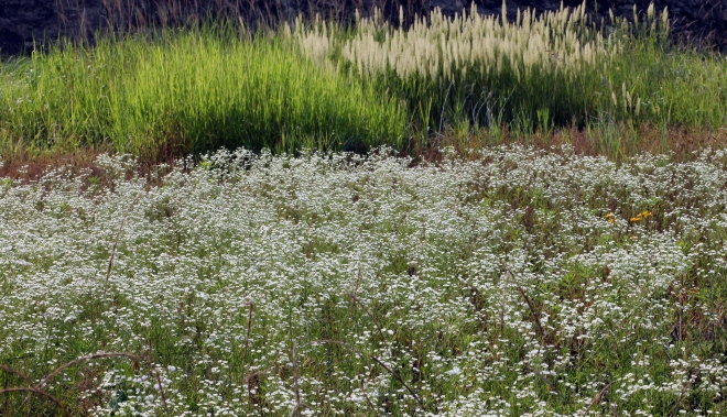 군락을 이룬 망초가 생태공원을 장악하고 하얀 꽃망울을 피웠다. 마치 들판에 소금 알갱이를 뿌려 놓은 듯 새하얗다.