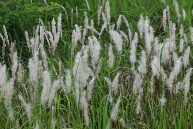 먹을 게 귀했던 시절 꽃 이삭을 날로 먹었던 삘기(띠)가 솜처럼 하얀 꽃을 피웠다