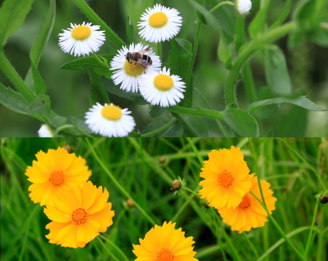 생태공원 대부분을 장악한 새하얀 망초 꽃(사진 위)과 여름을 알리는 샛노란 금계국(아래). 짙푸른 수풀을 배경으로 하양과 노랑의 어울림이 조화롭다.