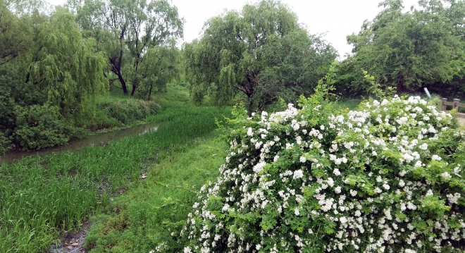 대덕생태공원 몰골 주변에 실처럼 가냘픈 줄기를 축 늘어뜨린 버드나무가 군락을 이루고 있다. 지난달 만발했던 새하얀 찔레꽃은 속절없이 지고 여름 들꽃이 피었다. 물골을 따라 습생식물인 ‘줄’이 빼곡하다. 사진은 물망초 다리가 놓인 물골 전경