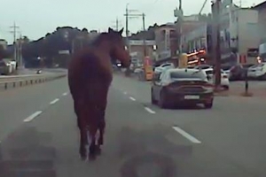 [포토] ‘도로 달리는 말’ 위험천만