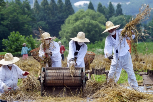 [서울포토]양재천 유기농 보리 탈곡