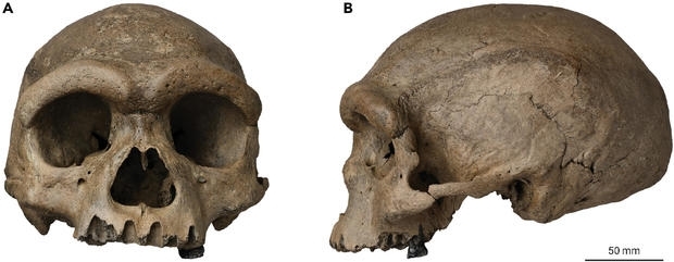 14년 전 중국 지역에 살았던 신종 고대 인류의 두개골을 바탕으로 복원한 얼굴