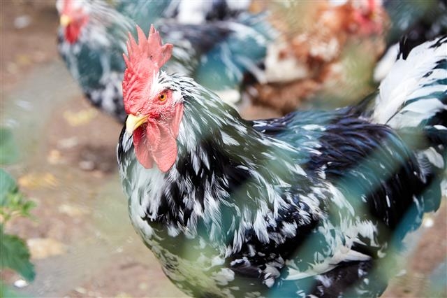 스페인 북부 아스투리아스의 토종닭 피타 핀타. 검은 깃털에 반점이 있는 게 특징이다.