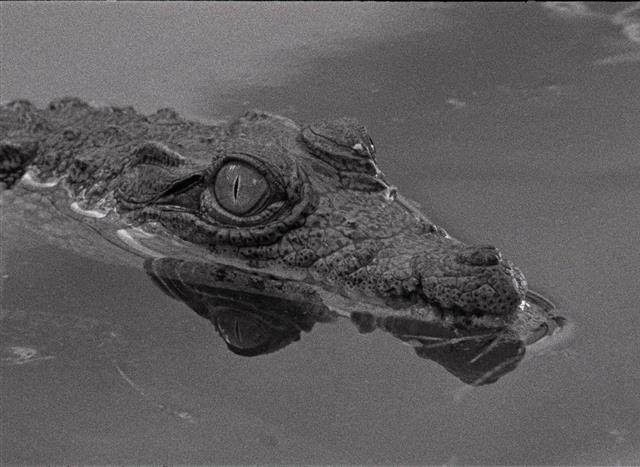 포르투갈 영화 ‘타부’. 한국시네마테크협의회 제공  