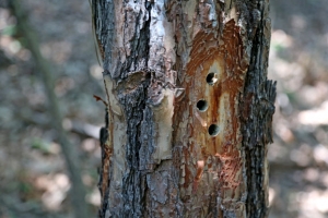‘소나무 200그루 누가 왜 죽였나’…훼손 범인 찾기 난항
