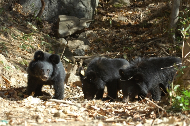 사진은 기사 내용 속 곰이 아닙니다. 국립공원공단 국립공원생물종보전원 지리산 자연적응센터에서 훈련을 받고 있는 새끼 반달가슴곰.  국립공원공단 제공