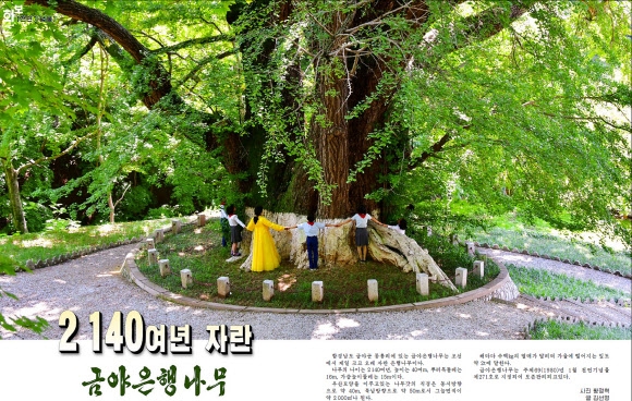 ‘수령 2천140년’ 북한 함경남도 금야은행나무