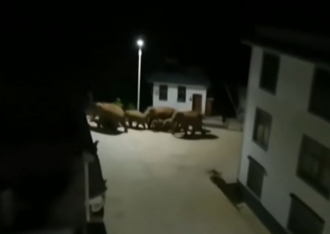 사람이 사는 마을에 진입한 중국 윈난성의 떠돌이 코끼리떼. 유튜브 화면 캡처