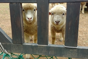 “공원에서 꽃사슴·토끼 폐사 반복”…인천녹색연합 “유희 목적 전시 중단해야”