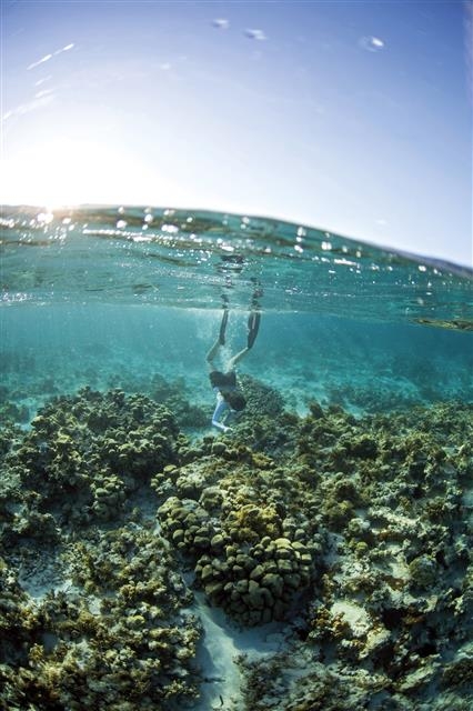 다양한 산호와 물고기들이 공생하는 몰디브 연안의 바닷속. 저자가 해양생태계에 관심을 갖게 된 곳이다. 흐름출판 제공