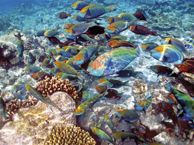 몰디브 연안의 산호에서 살고 있는 비늘돔 무리. 해양 생물들은 이처럼 도움을 주고받으며 공생한다. 흐름출판 제공