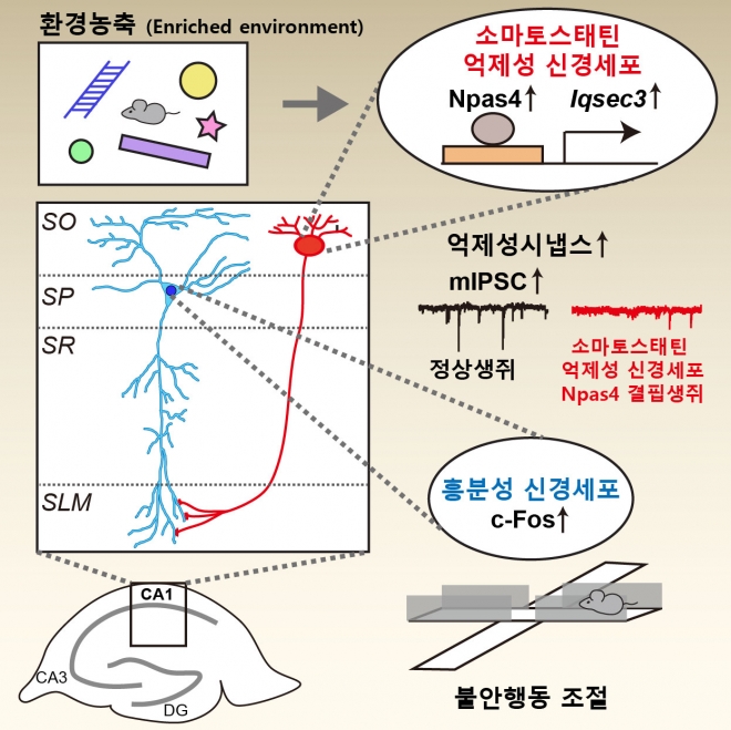 관련사진2. 불안행동을 조절하는 억제성 시냅스 단백질 IQSEC3의 작동 기전