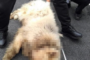 남양주 개물림 사망사건 불구속 송치…법정 공방 예상…