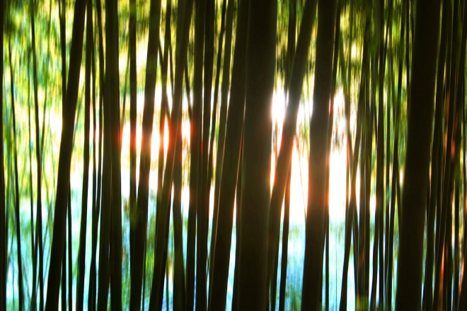 내 마음 속 이야기를 털어놓을 수 있는 ‘대나무숲’ 같은 존재는 정신건강을 위해 꼭 필요하다. 픽사베이 