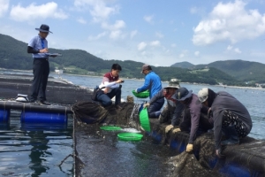 경북 울진∼부산 고수온주의보 확대 발령…양식장에도 주의보