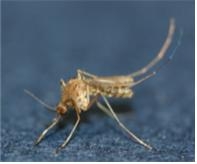 충북 청주에서 지난 18일 채집된 작은빨간집 모기. 이 모기는 일본뇌염 매개체라 각별한 주의가 요구된다. 충북도 제공