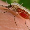 mRNA 백신의 두 번째 정복 목표는 말라리아