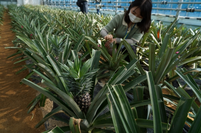 해남군이 바나나에 이어 파인애플 재배에 성공, 아열대 농업 메카로서 위상을 높이고 있다. 오는 10~11월 수확 예정인 파인애플 하우스. 