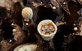 환경부 국립생물자원관이 가야산국립공원에서 최초로 발견한 둥우리버섯. 새 둥지 모양의 버섯 안에 포자 주머니를 품고 있다. 국립생물자원관 제공