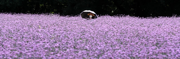 [포토] 만개한 버들마편초