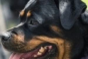 문경시, 시민 공격한 사냥개 주인에 과태료 120만원