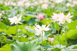 의왕시 초평동 연꽃단지 연꽃 만개