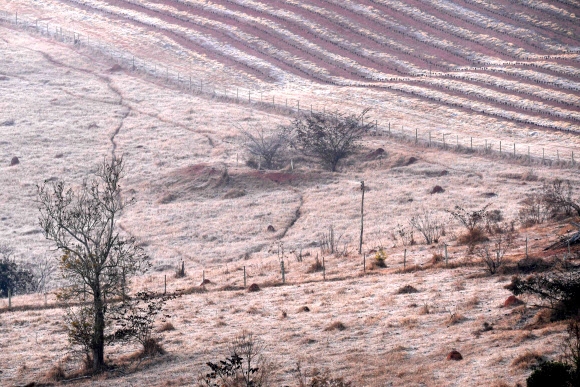 서리에 덮인 브라질 동남부 지역 농경지