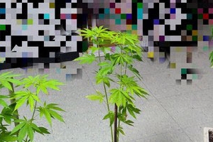 뜻밖의 첩보…어린이집에서 대마가 자란 이유