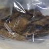 독두꺼비·발톱개구리·아나콘다…공항에서 딱 걸렸다