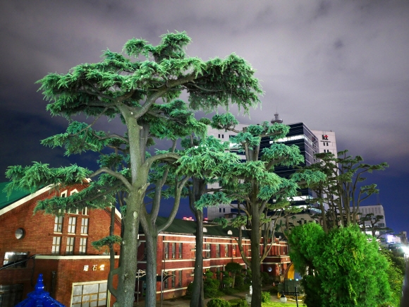 서석초등학교 앞의 히말라야시더 나무. 무척 이국적인 풍경이다.
