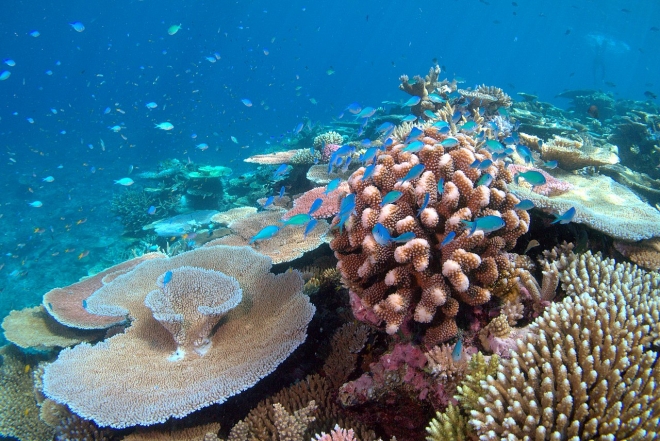 건강한 산호초.  위키피디아