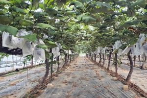 [인천소식] 해풍 맞고 익은 ‘옹진 섬 포도’ 출하