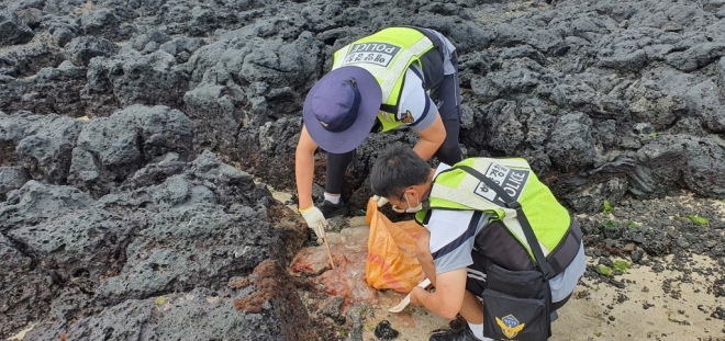 지난 8일 오후 제주시 함덕해수욕장에서 발견된 노무라입깃해파리를 수거하는 해경.  제주해양경찰서 제공