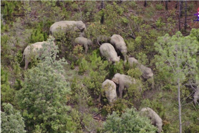 중국의 코끼리떼가 살던 서식지를 떠나 인간이 사는 마을 주변으로까지 이동해 세계적 화제를 불러모았다. 중국중앙(CC)TV 화면 캡처
