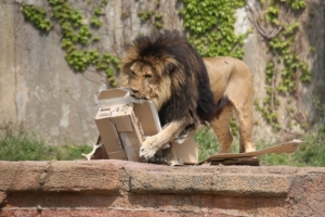 가평 동물원서 사자, 사육사 팔 물어…앞발로 낚아채