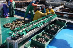 코로나로 소비 줄고 폭염으로 폐사… “완도 전복 살려주쇼~~잉”